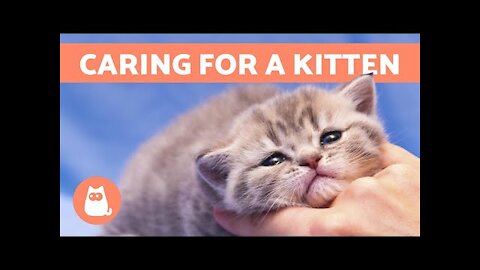 How to take care of a kitten