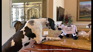 Great Dane Gets Up Close And Personal With Look A Like Toy Cow