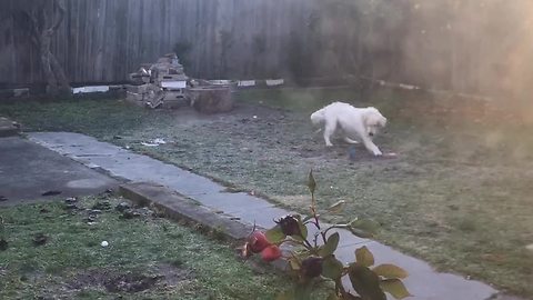 Golden Retriever jumps for joy upon discovery of favorite toy