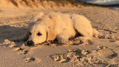 Beach Days