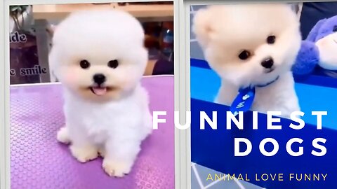Super Funny Dog Videos | Animal Love Funny