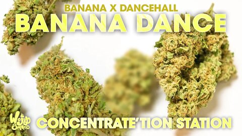 Banana Dance Flower Review