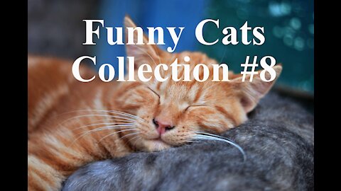 Funny Cats Collection - Definitely makes your life happy #008