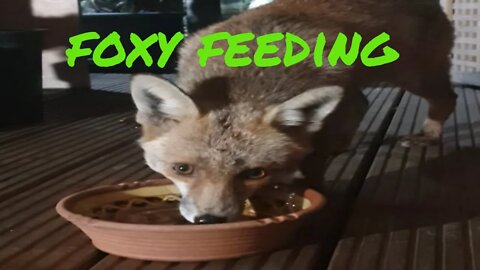 🦊Friendly but greedy urban #fox cleans out the food bowl - SHORTS