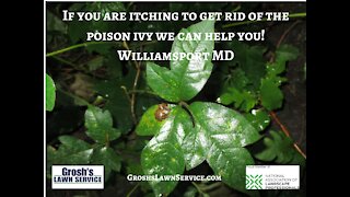 Poison Ivy Removal Williamsport MD Video Landscaping Contractor