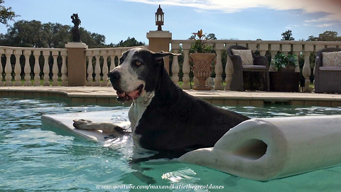 Happy Great Danes enjoy chilling out in the pool