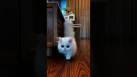 I can't handle this cuteness seriously 🥰😻 Cute cats - Try not to Laugh_#05_ #shorts
