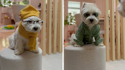 Dog Shows Off Adorable Autumn Outfits