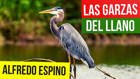 LAS GARZAS DEL LLANO ALFREDO ESPINO🦩🍂 | Jícaras Tristes Pájaros de Leyenda🌫️ | Alfredo Espino