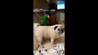 Thrill-seeking parrot goes for ride on back of pug