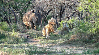 Charging Rhinos Show The King Of The Jungle Who’s In Charge