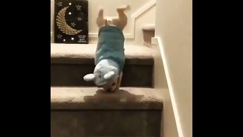 The fall of the dog suddenly is walking on his hands 😨😱