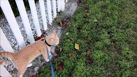 Cat's First time on leash