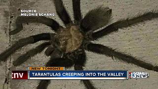 Tarantulas popping in Las Vegas up due to mating season