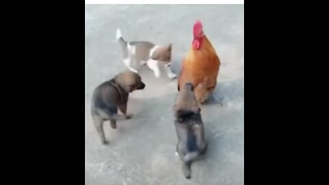 Dog vs Chicken Fight!