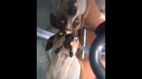 Funniest animals ever.. watch and enjoy 😁..