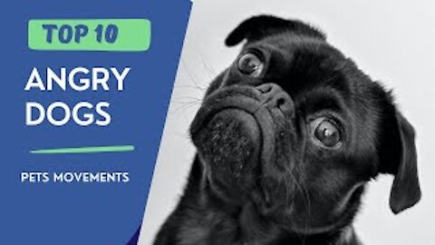 Top 10 Most Angry & Dangerus dogs |Fearless Dog Breeds| 2021