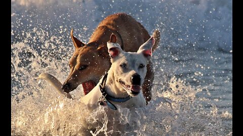 Two Dogs Playing In The River Water
