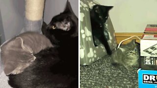 "Vicious" Cats Go From Enemies To Loving Best Friends