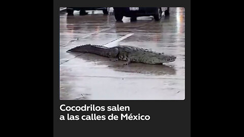 Más de 150 cocodrilos aparecen en calles de México por las intensas lluvias