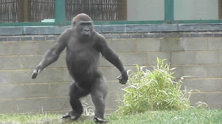 Youngster Gorilla Has The Funniest Human Walk