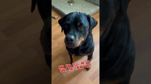 Rottweiler thinks there’s a burglar