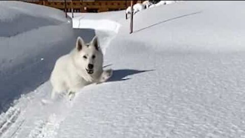 Hund hopper i stort lag med sne!