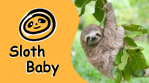 Baby Sloths Being Sloths