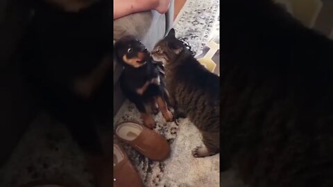 He actually kissed me😂 #shorts #animals #funny #ytshorts #cats #dogs #pets #perros #gatos #猫