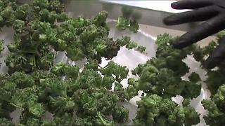 Marijuana revenue passes $500 million in Colorado