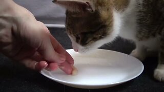 A Hungry Little Cat