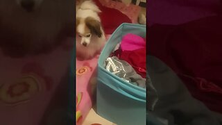 Luna haluaa nukkumaan kangaslaatikkoon