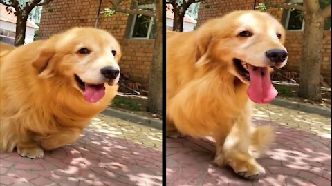 Golden Retriever is so excited in sunny morning