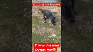 Crocodile wants camera man 🤣🔥💯 #shorts #youtubeshorts #short #crocodiles