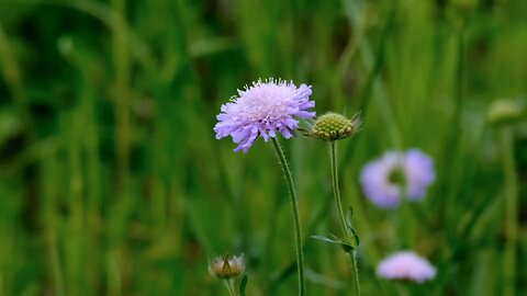 Knautia arvensis flower