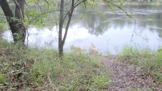 Suwannee River walking