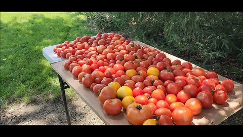 Garden update 8-26-23