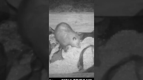 Cute 😍possum🐀 chowing👄down on delicious corn 🌽#cute #funny #animal #nature #wildlife #trailcam #farm
