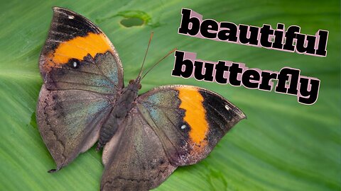 Most beautiful butterfly on planet earth.