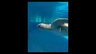 Texas State Aquarium Turtles