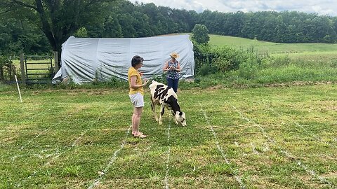 Cow Therapy During Cow Patty Bingo