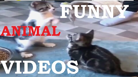 Funny Cat Videos 2021 || Funniest Animals dance || Cute Pets || @funnyanimalsstv