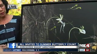 Butterfly count at Corkscrew Swamp Sanctuary 8:30 a.m.