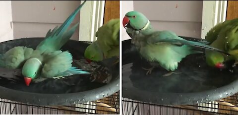 Slow motion of 2 parrots bathing
