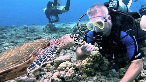 Critically endangered turtle enjoys treats & affection from human friends