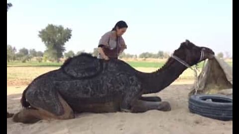 Une touriste réalise une oeuvre d'art sur le dos d'un chameau
