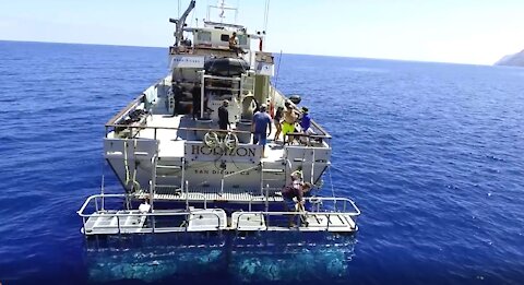 Guadalupe Island - Great White Shark Diving