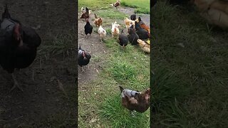 #chickens #chickenshorts