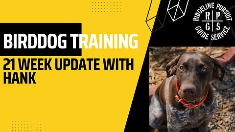 Bird Dog Training-21 Week Update with Hank
