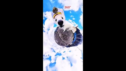 Dog 360°